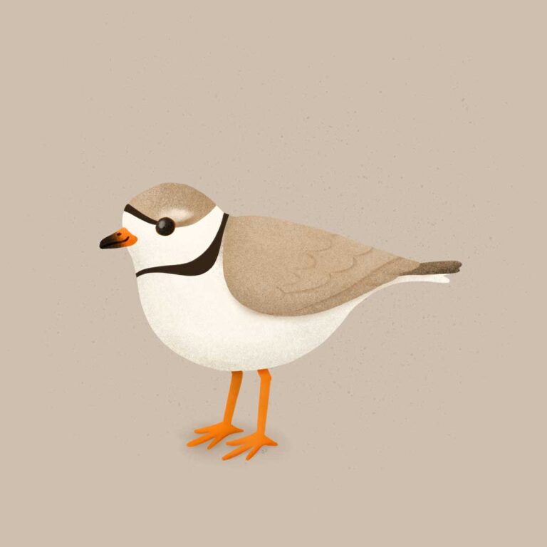 Illustration of a Piping Plover