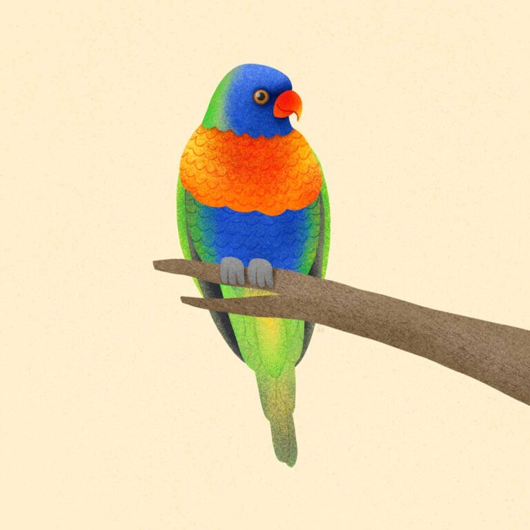 Illustration of a Rainbow Lorikeet