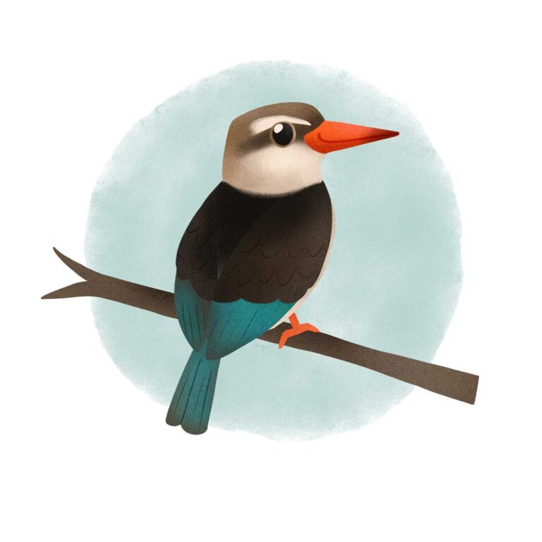 Illustration of a brown hooded kingfisher