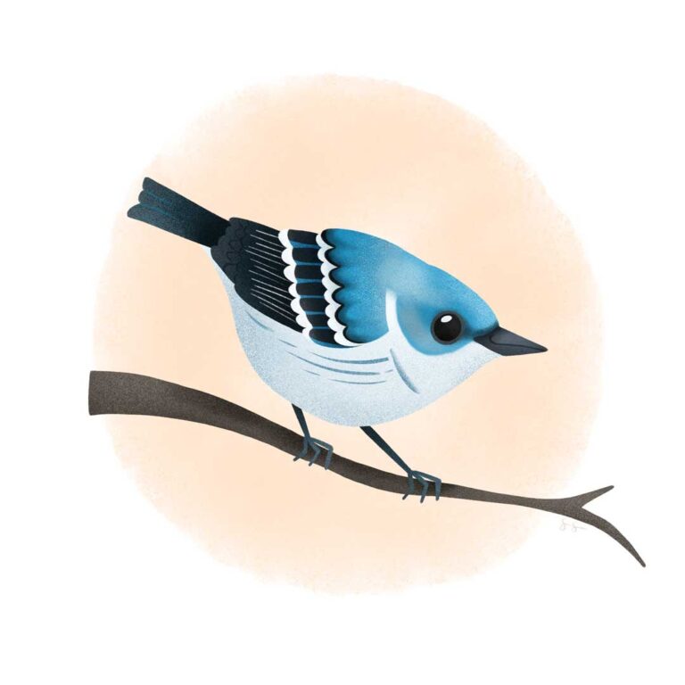 Illustration of a cerulean warbler